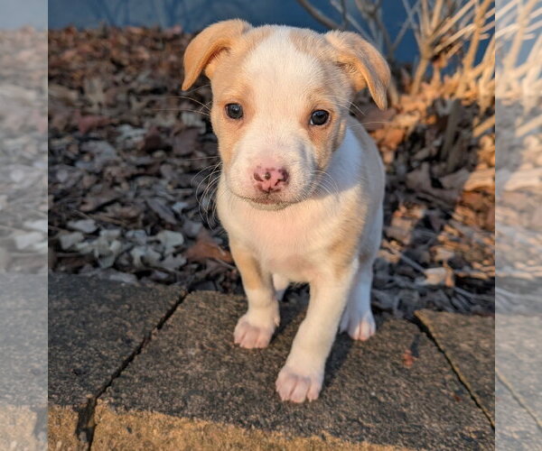 Medium Photo #3 Mutt Puppy For Sale in Brooklyn Center, MN, USA