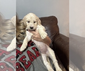 Goldendoodle Puppy for Sale in DAVIDSON, North Carolina USA