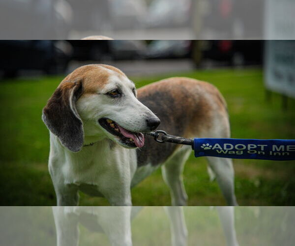 Medium Photo #23 Mutt Puppy For Sale in Oakhurst, NJ, USA