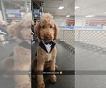 Small Photo #11 Aussiedoodle Puppy For Sale in CROWN POINT, IN, USA