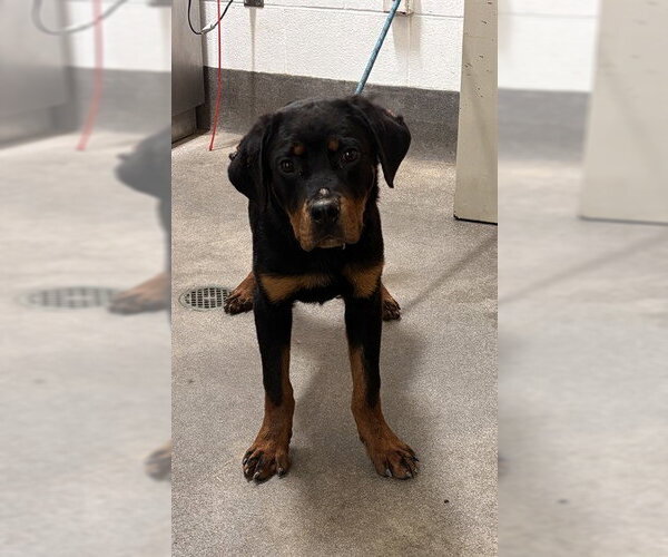 Medium Photo #1 Rottweiler-Unknown Mix Puppy For Sale in Forestville, MD, USA