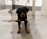 Small Rottweiler Mix