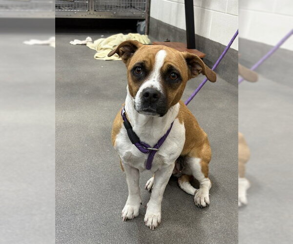 Medium Photo #1 Mutt Puppy For Sale in Forestville, MD, USA