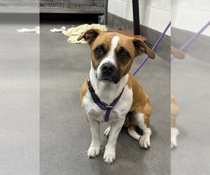 Mutt Dogs for adoption in Forestville, MD, USA