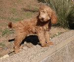 Small Photo #1 Double Doodle Puppy For Sale in SANTA PAULA, CA, USA