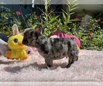 Small #25 French Bulldog