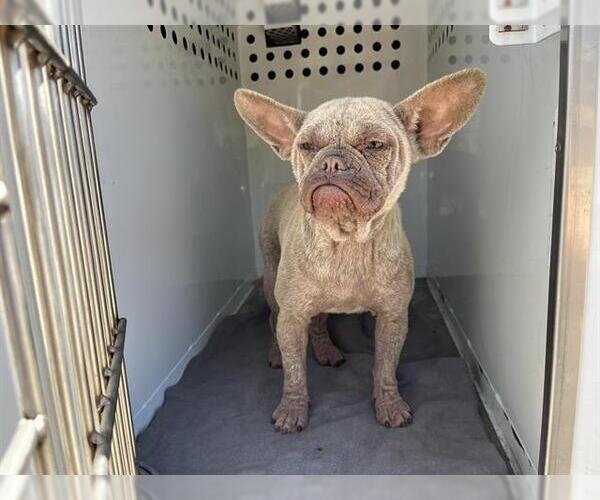 Medium Photo #1 French Bulldog Puppy For Sale in Modesto, CA, USA