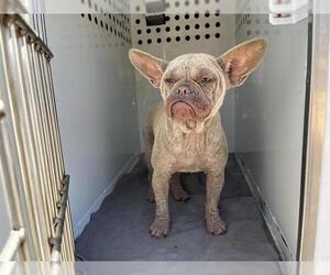 French Bulldog Dogs for adoption in Modesto, CA, USA