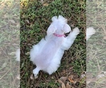 Small Photo #8 Schnauzer (Miniature) Puppy For Sale in HOUSTON, TX, USA
