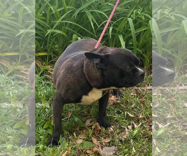 Medium Photo #3 French Bulldog Puppy For Sale in HOPKINSVILLE/PRINCETON, KY, NH, USA