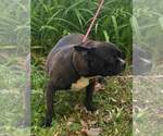 Small #2 French Bulldog