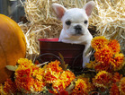 Small Photo #12 French Bulldog Puppy For Sale in GARNER, NC, USA