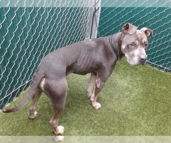 Medium Photo #1 Mutt Puppy For Sale in Downey, CA, USA