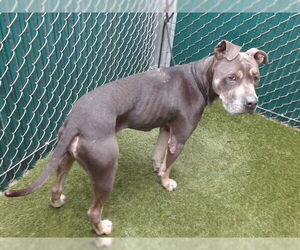 Mutt Dogs for adoption in Downey, CA, USA