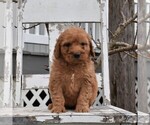 Small Goldendoodle-Poodle (Miniature) Mix