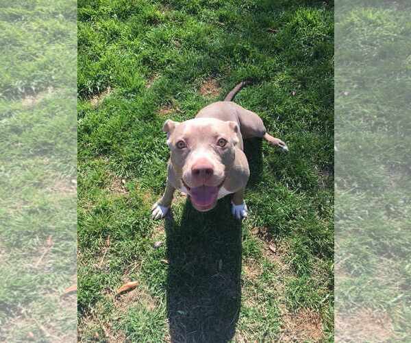 Medium Photo #2 American Pit Bull Terrier-Unknown Mix Puppy For Sale in Shillington, PA, USA
