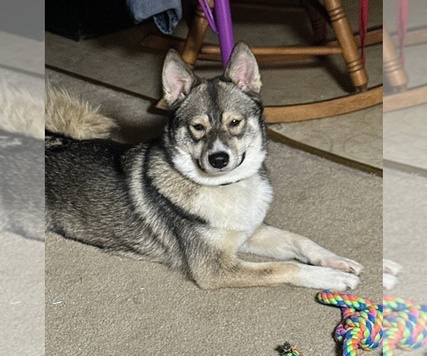 Medium Photo #1 Pomsky-Shiba Inu Mix Puppy For Sale in NASHUA, NH, USA