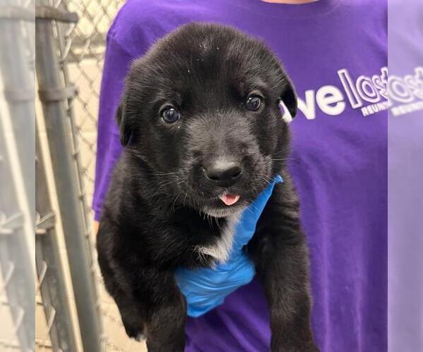 Medium Photo #1 Labrador Retriever Puppy For Sale in Rosenberg, TX, USA