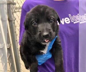 Labrador Retriever Dogs for adoption in Rosenberg, TX, USA