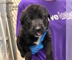 Small Labrador Retriever