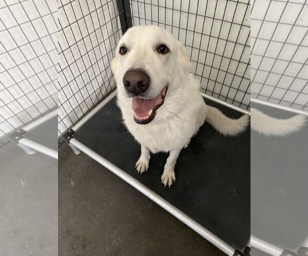 Medium Photo #10 Akbash-Great Pyrenees Mix Puppy For Sale in PEYTON, CO, USA