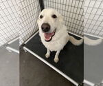 Small #9 Akbash-Great Pyrenees Mix