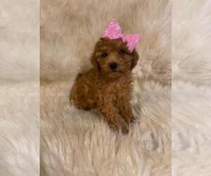 Goldendoodle-Poodle (Miniature) Mix Puppy for sale in INDIANAPOLIS, IN, USA