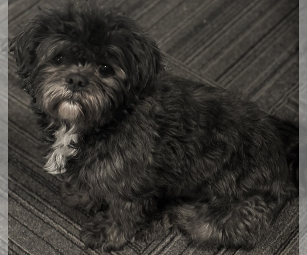 Medium Photo #1 Bichon Frise-La-Chon Mix Puppy For Sale in ALGOMA, WI, USA