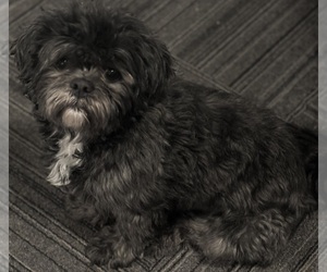 Father of the Bichon Frise-La-Chon Mix puppies born on 04/16/2025