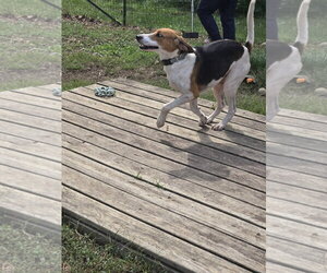 Mitchell: At shelter/Sponsored by Kubota - Male Mutt Dog for Adoption - Photo #9