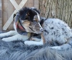 Small Photo #5 Australian Shepherd Puppy For Sale in HONEY BROOK, PA, USA