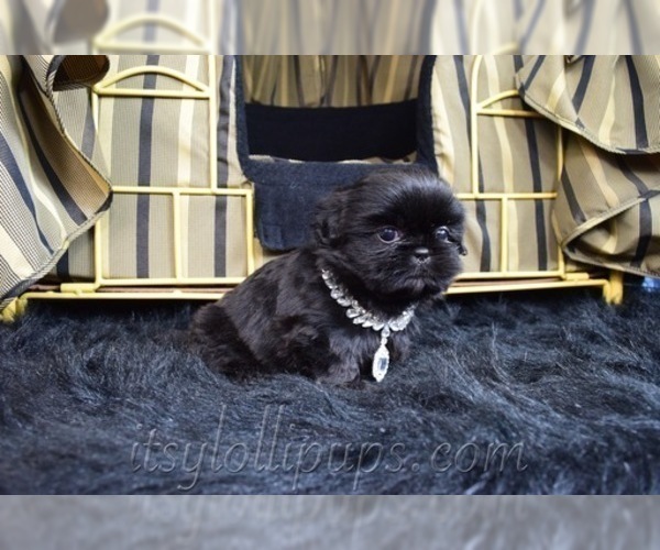 Medium Photo #24 Shih Tzu Puppy For Sale in HAYWARD, CA, USA