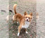 Small #1 Mutt