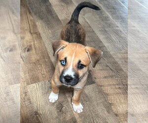 American Staffordshire Terrier-Unknown Mix Dogs for adoption in Holly Springs, NC, USA