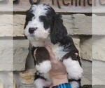 Small Photo #9 Bernedoodle Puppy For Sale in CLARE, IL, USA