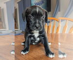 Small Bearded Collie Mix