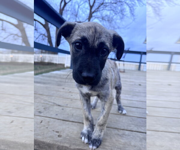 Medium Photo #2 German Shepherd Dog-Unknown Mix Puppy For Sale in Columbus, IN, USA