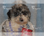 Small Photo #6 Aussiedoodle-Poodle (Toy) Mix Puppy For Sale in SANGER, TX, USA