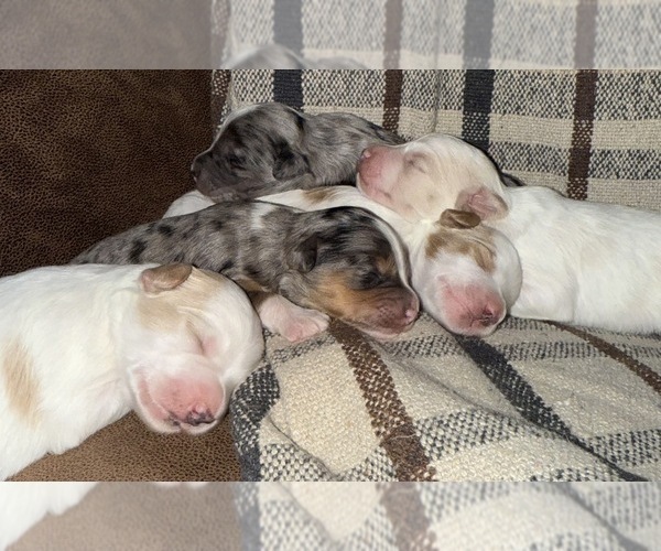 Medium Photo #8 Golden Mountain Doodle  Puppy For Sale in JIM FALLS, WI, USA
