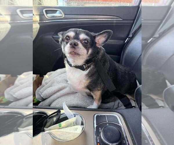 Medium Photo #12 Chihuahua-Unknown Mix Puppy For Sale in Vail, AZ, USA