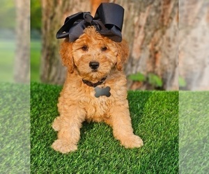 Goldendoodle (Miniature) Puppy for sale in INDIANAPOLIS, IN, USA