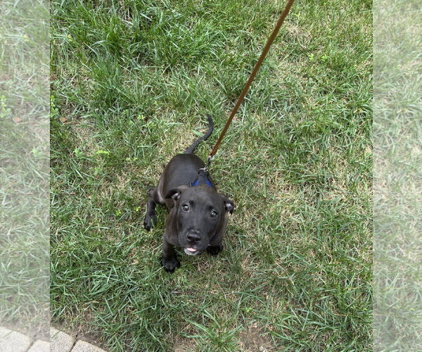 Medium Photo #4 American Staffordshire Terrier-Unknown Mix Puppy For Sale in Holly Springs, NC, USA