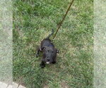 Small #3 American Staffordshire Terrier Mix