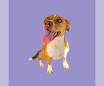 *LAINEY - Female Mutt Dog for Adoption - Small photo
