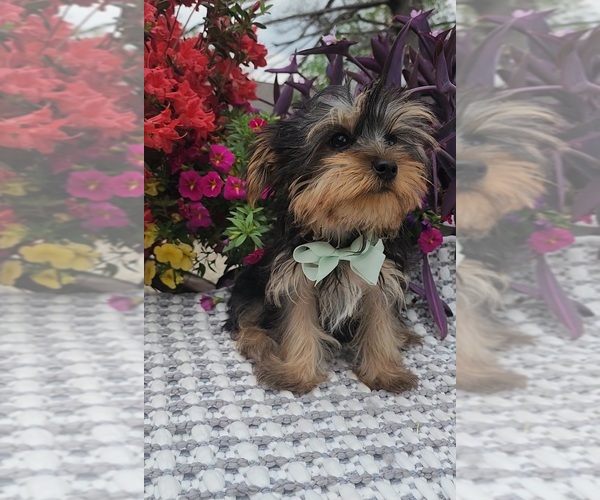 Medium Photo #3 Yorkshire Terrier Puppy For Sale in INDIANAPOLIS, IN, USA