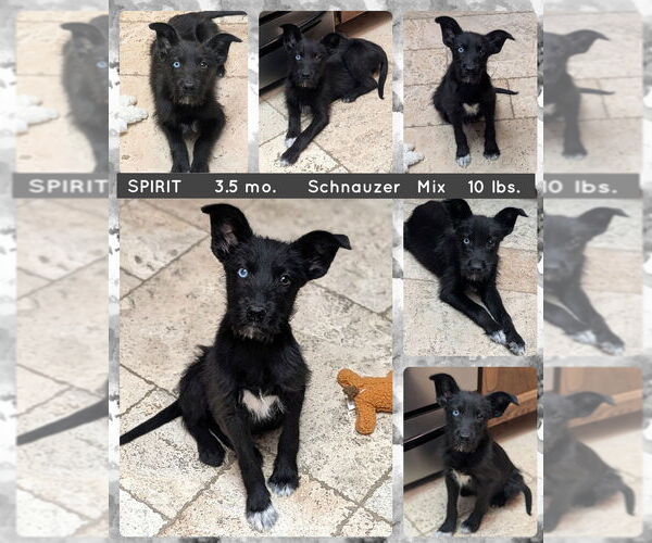 Medium Photo #1 Mutt Puppy For Sale in Mesa, AZ, USA