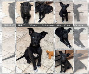 Mutt Dogs for adoption in Mesa, AZ, USA