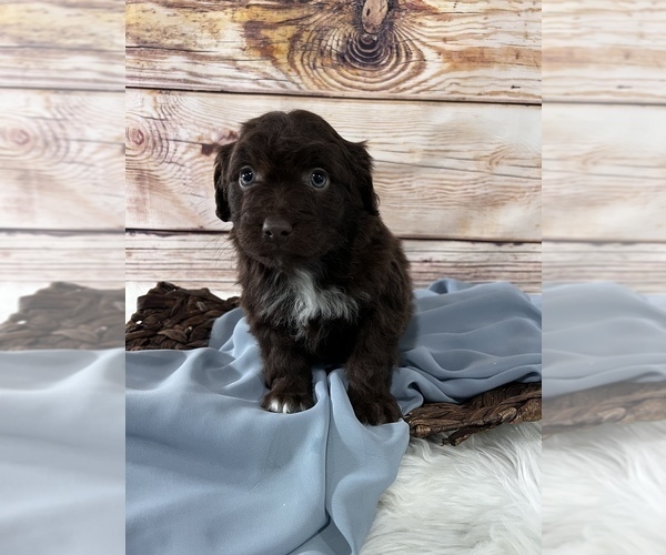 Medium Photo #2 Aussiedoodle Miniature  Puppy For Sale in UNIONVILLE, IA, USA