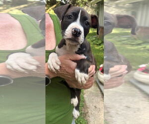 American Pit Bull Terrier-Unknown Mix Dogs for adoption in Clarkston, MI, USA