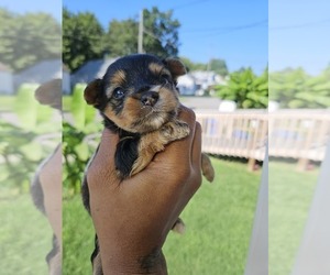 YorkiePoo-YorkiePoo Mix Puppy for sale in LOUISVILLE, KY, USA